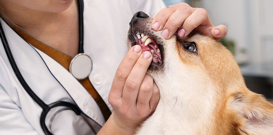 veterinarian checking dogs teeth