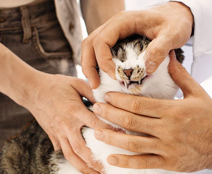 veterinarian examining mouth at