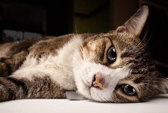 furry cat lying down