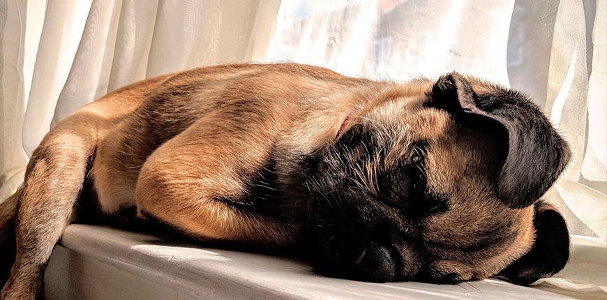 little brown pug sleeping