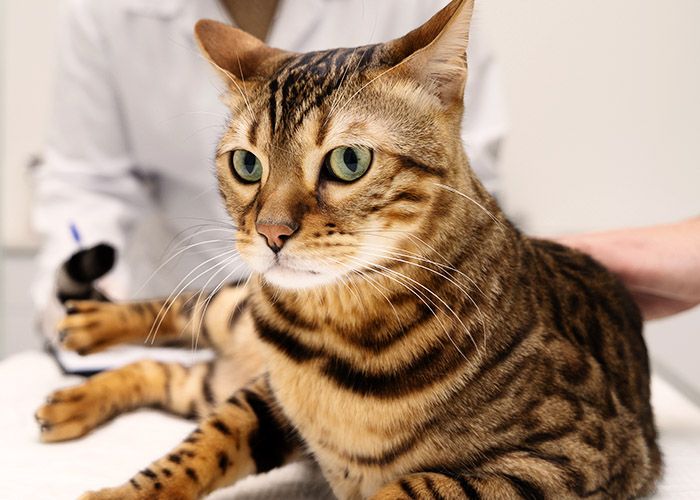 cat at vet