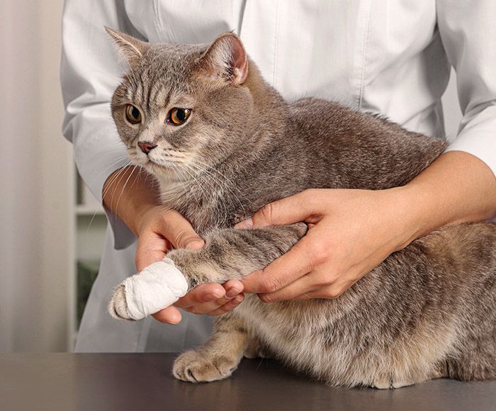 veterinarian holding cute scottish cat with bandage paw