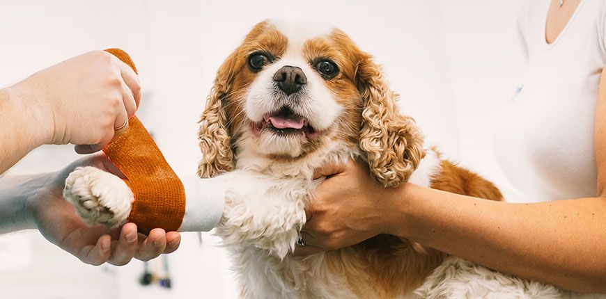 veterinarian wrapping bandage around injured dogs leg