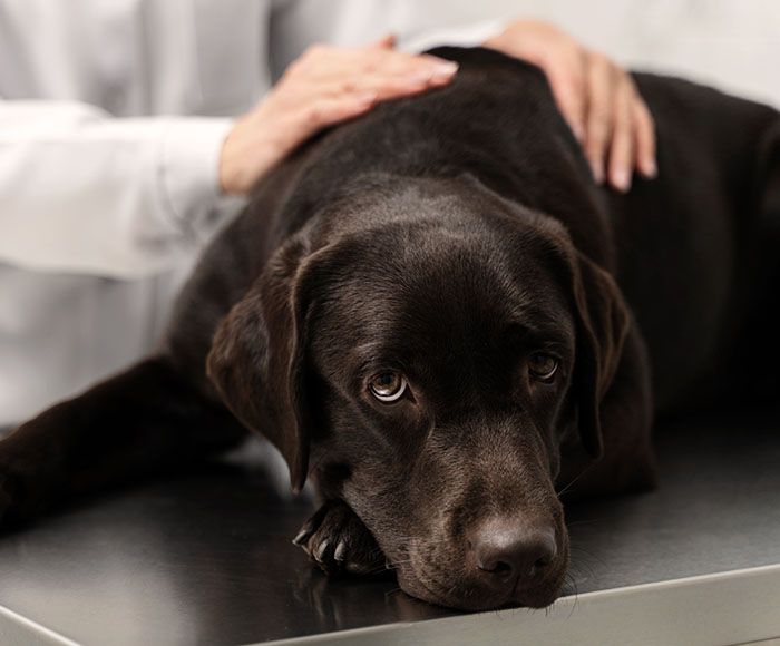 pain dog at vet