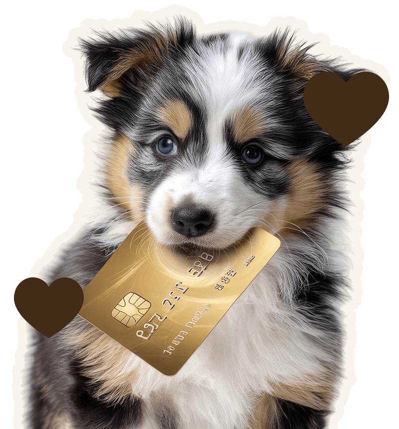 Dog border collie holding gold bank credit card mouth isolated background