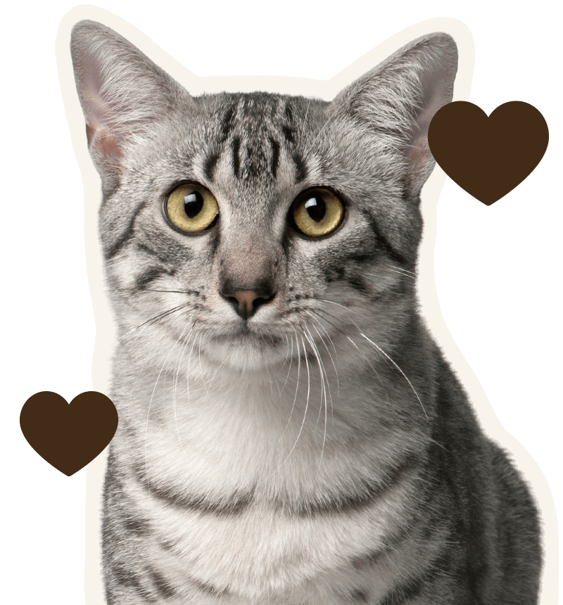 gray egyptian mau cat