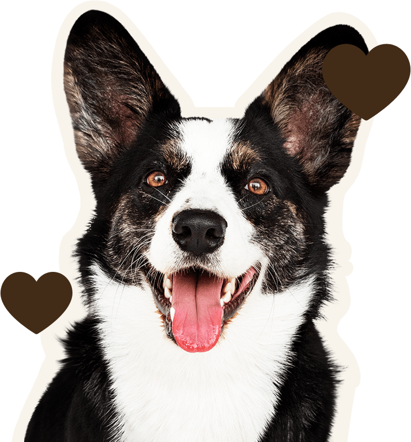 black and white smiling corgi dog