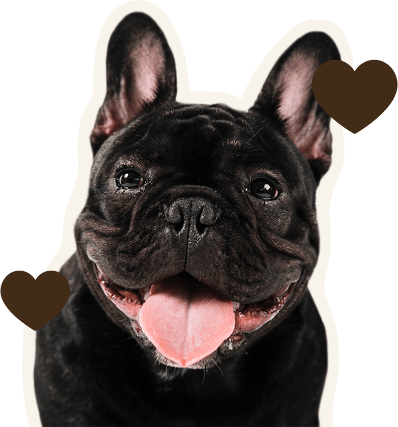 smiling black french bulldog