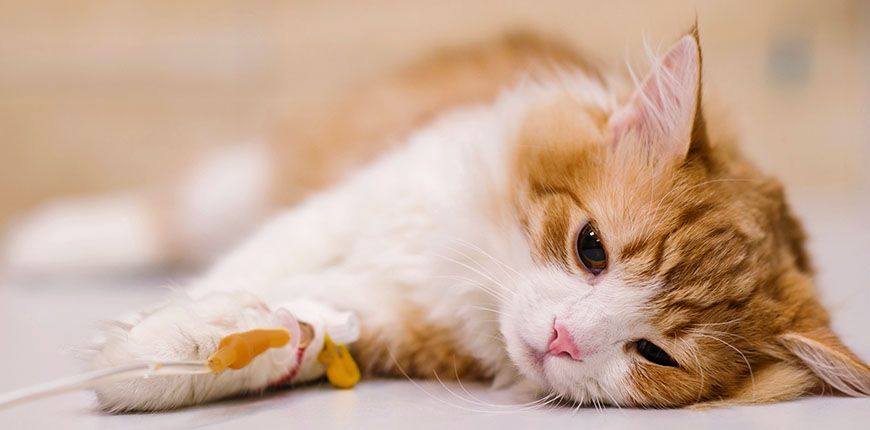 cat after surgery at hospital