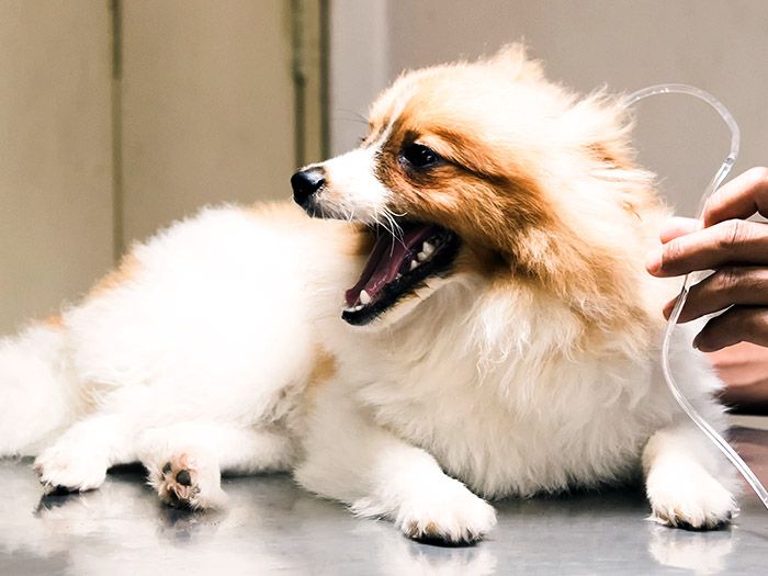 dog at surgery table