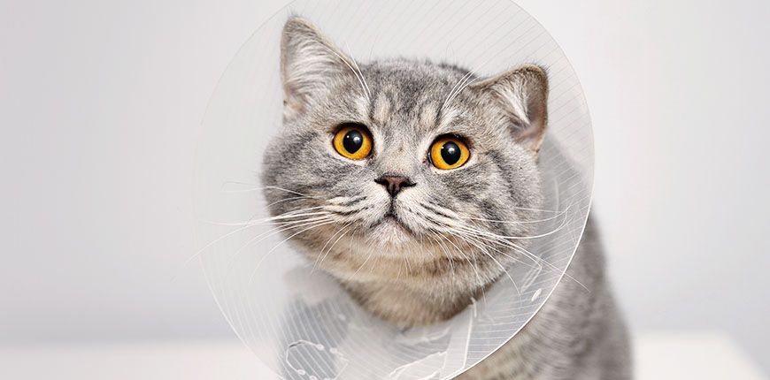 scottish gray cat with plastic surgery cone