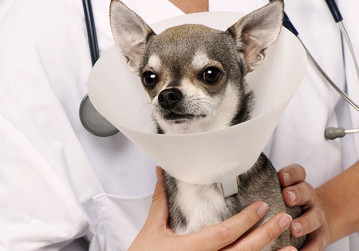 vet holding a chihuahua wearing after surgery collar