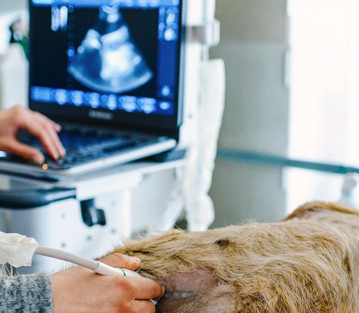 dog having ultrasound at vet hospital