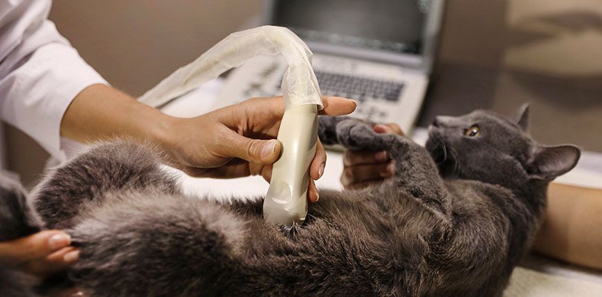 grey cat having ultrasound