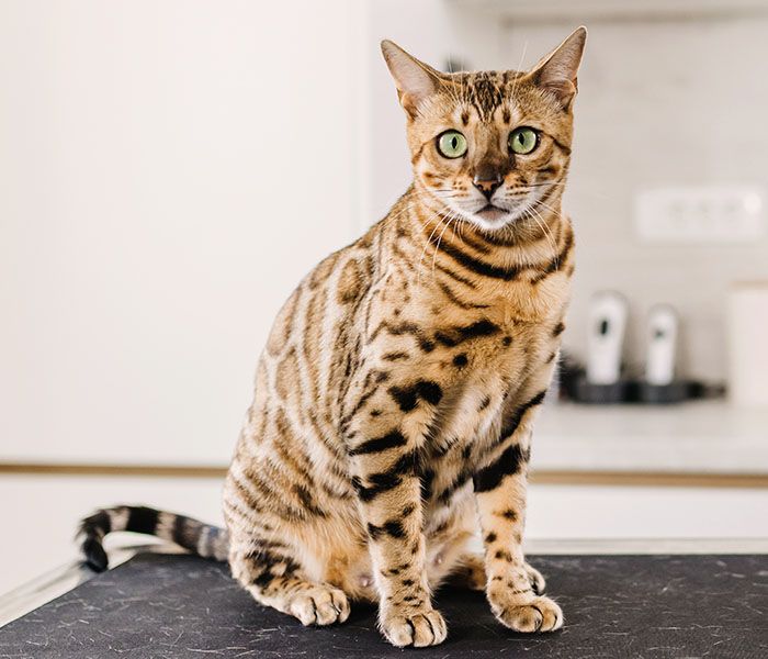 cute cat at vet