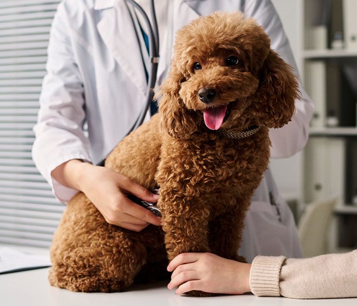 girl holding dogs paw at checkup