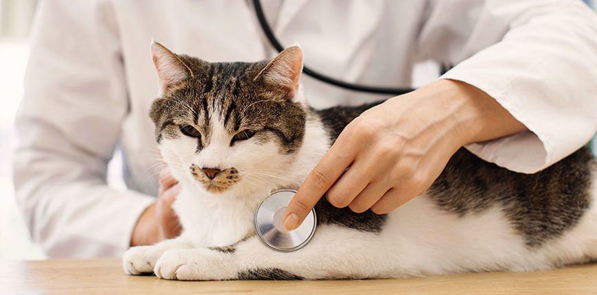 veterinarian conducting health examination of cat